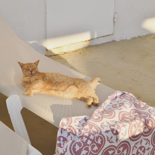 Beach Towel - Roza Car